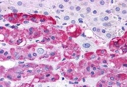 Invitrogen Endothelin B Receptor Polyclonal Antibody 50 &mu;g; Unconjugated:Antibodies,