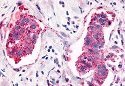 Invitrogen ELTD1 Polyclonal Antibody 50 &mu;g; Unconjugated:Antibodies,