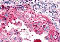 Invitrogen ELTD1 Polyclonal Antibody 50 &mu;g; Unconjugated:Antibodies,