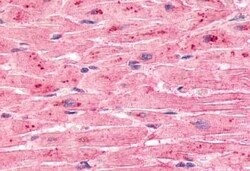 Invitrogen ELTD1 Polyclonal Antibody 50 &mu;g; Unconjugated:Antibodies,