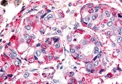 Invitrogen ELTD1 Polyclonal Antibody 50 &mu;g; Unconjugated:Antibodies,