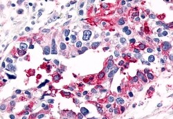 Invitrogen ELTD1 Polyclonal Antibody 50 &mu;g; Unconjugated:Antibodies,