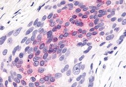 Invitrogen ELTD1 Polyclonal Antibody 50 &mu;g; Unconjugated:Antibodies,