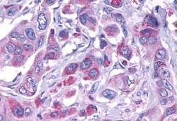 Invitrogen ELTD1 Polyclonal Antibody 50 &mu;g; Unconjugated:Antibodies,