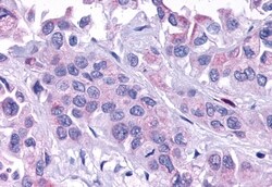 Invitrogen ELTD1 Polyclonal Antibody 50 &mu;g; Unconjugated:Antibodies,