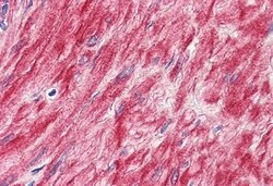 Invitrogen ELTD1 Polyclonal Antibody 50 &mu;g; Unconjugated:Antibodies,