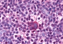 Invitrogen F4/80 Polyclonal Antibody 50 &mu;g; Unconjugated:Antibodies,