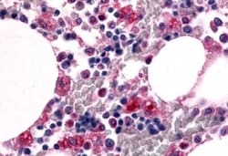 Invitrogen F4/80 Polyclonal Antibody 50 &mu;g | Buy Online | Invitrogen&trade; | Fisher Scientific