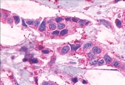 Invitrogen F4/80 Polyclonal Antibody 50 &mu;g | Buy Online | Invitrogen&trade; | Fisher Scientific