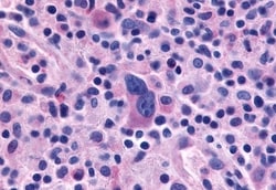 Invitrogen F4/80 Polyclonal Antibody 50 &mu;g | Buy Online | Invitrogen&trade; | Fisher Scientific