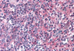 Invitrogen EMR2 Polyclonal Antibody 50 &mu;g; Unconjugated:Antibodies,