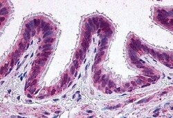 Invitrogen PTGER2 Polyclonal Antibody 50 &mu;g; Unconjugated:Antibodies,