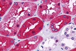 Invitrogen PTGER2 Polyclonal Antibody 50 &mu;g; Unconjugated:Antibodies,