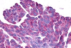 Invitrogen PTGER2 Polyclonal Antibody 50 &mu;g; Unconjugated:Antibodies,