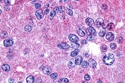 Invitrogen PTGER2 Polyclonal Antibody 50 &mu;g; Unconjugated:Antibodies,