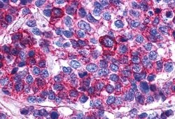 Invitrogen PTGER2 Polyclonal Antibody 50 &mu;g; Unconjugated:Antibodies,