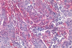 Invitrogen EphB2 Polyclonal Antibody 50 &mu;g; Unconjugated:Antibodies,