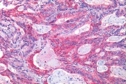 Invitrogen EphB2 Polyclonal Antibody 50 &mu;g | Buy Online | Invitrogen&trade; | Fisher Scientific