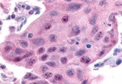 Invitrogen ESRRA Polyclonal Antibody 50 &mu;g; Unconjugated:Antibodies,