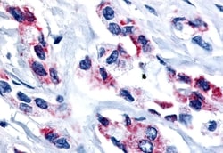 Invitrogen ESRRB Polyclonal Antibody 50 &mu;g; Unconjugated:Antibodies,