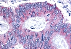Invitrogen ESRRB Polyclonal Antibody 50 &mu;g; Unconjugated:Antibodies,