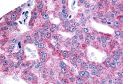 Invitrogen ESRRB Polyclonal Antibody 50 &mu;g; Unconjugated:Antibodies,