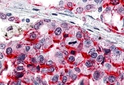ESRRG Polyclonal Antibody:Antibodies, Polyclonal