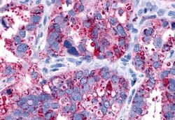 Invitrogen PAR2 Polyclonal Antibody 50 &mu;g | Buy Online | Invitrogen&trade; | Fisher Scientific