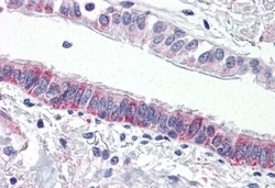 Invitrogen Protease-Activated Receptor-4 Polyclonal Antibody 50 &mu;g;