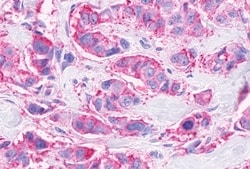 Invitrogen GPR41 Polyclonal Antibody 50 &mu;g; Unconjugated:Antibodies,