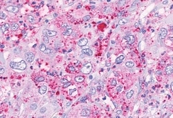 Invitrogen GPR41 Polyclonal Antibody 50 &mu;g; Unconjugated:Antibodies,