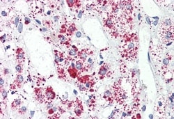 Invitrogen GPR41 Polyclonal Antibody 50 &mu;g; Unconjugated:Antibodies,
