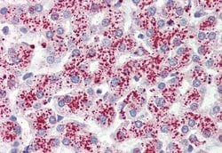 Invitrogen GPR41 Polyclonal Antibody 50 &mu;g; Unconjugated:Antibodies,