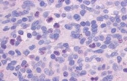 Invitrogen FPR1 Polyclonal Antibody 50 &mu;g; Unconjugated:Antibodies,