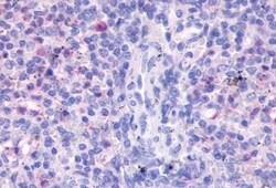Invitrogen FPR3 Polyclonal Antibody 50 &mu;g; Unconjugated:Antibodies,