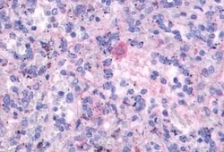 Invitrogen FPR3 Polyclonal Antibody 50 &mu;g; Unconjugated:Antibodies,