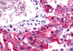 Invitrogen Frizzled-2 Polyclonal Antibody 50 &mu;g; Unconjugated:Antibodies,