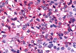 Invitrogen Frizzled-2 Polyclonal Antibody 50 &mu;g; Unconjugated:Antibodies,