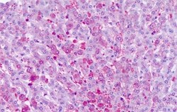 Invitrogen FZD6 Polyclonal Antibody 50 &mu;g; Unconjugated:Antibodies,