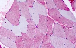 Invitrogen FZD6 Polyclonal Antibody 50 &mu;g; Unconjugated:Antibodies,
