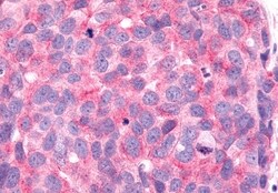 Invitrogen FZD6 Polyclonal Antibody 50 &mu;g; Unconjugated:Antibodies,