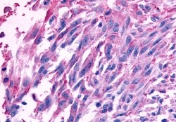 Invitrogen FZD10 Polyclonal Antibody 50 &mu;g; Unconjugated:Antibodies,