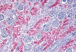 Invitrogen FZD10 Polyclonal Antibody 50 &mu;g; Unconjugated:Antibodies,
