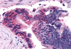 Invitrogen FZD5 Polyclonal Antibody 50 &mu;g; Unconjugated:Antibodies,