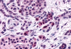 Invitrogen FZD5 Polyclonal Antibody 50 &mu;g; Unconjugated:Antibodies,