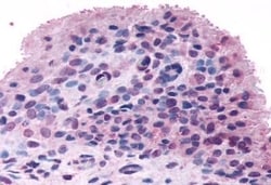 Invitrogen FZD5 Polyclonal Antibody 50 &mu;g; Unconjugated:Antibodies,