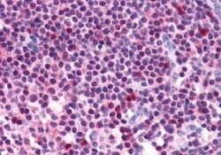 Invitrogen FZD5 Polyclonal Antibody 50 &mu;g; Unconjugated:Antibodies,