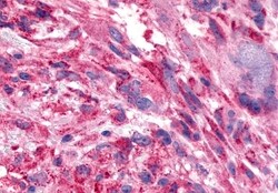 Invitrogen FZD7 Polyclonal Antibody 50 &mu;g; Unconjugated:Antibodies,