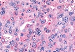 Invitrogen FZD7 Polyclonal Antibody 50 &mu;g; Unconjugated:Antibodies,