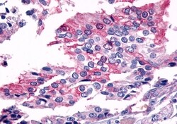 Invitrogen FZD7 Polyclonal Antibody 50 &mu;g; Unconjugated:Antibodies,